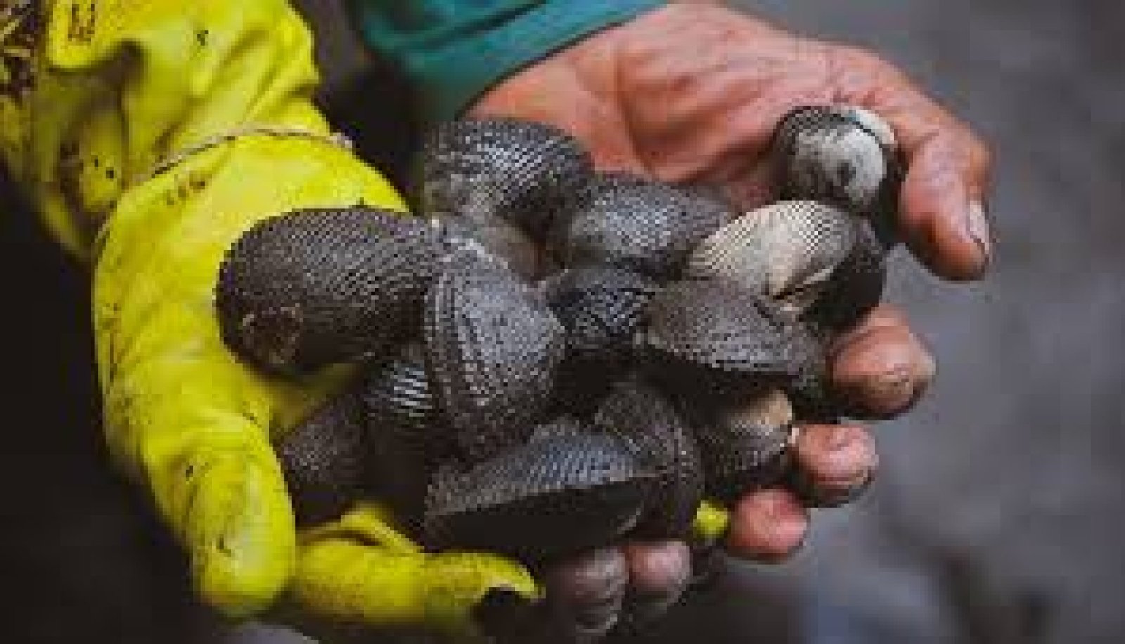 Women shell gatherers of the mangrove: territory, resilience, and ancestral economy on Ecuador’s coast