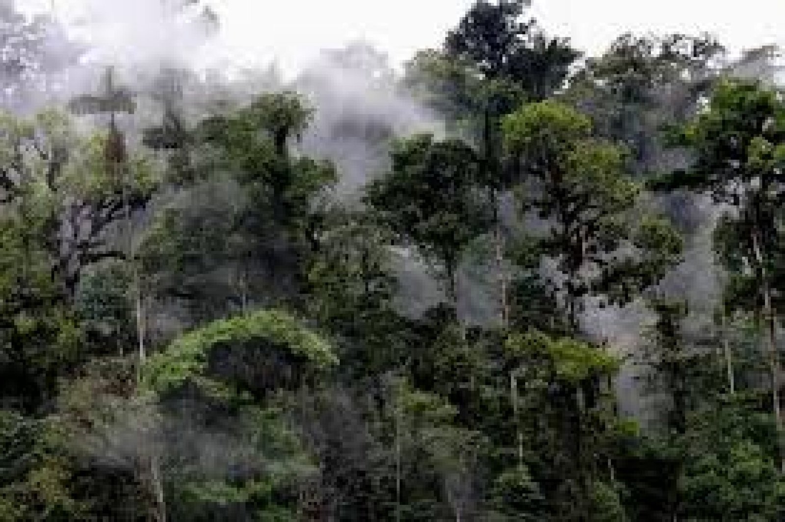 The Cloud Forests of Mindo: Ecuador’s Hidden Gem