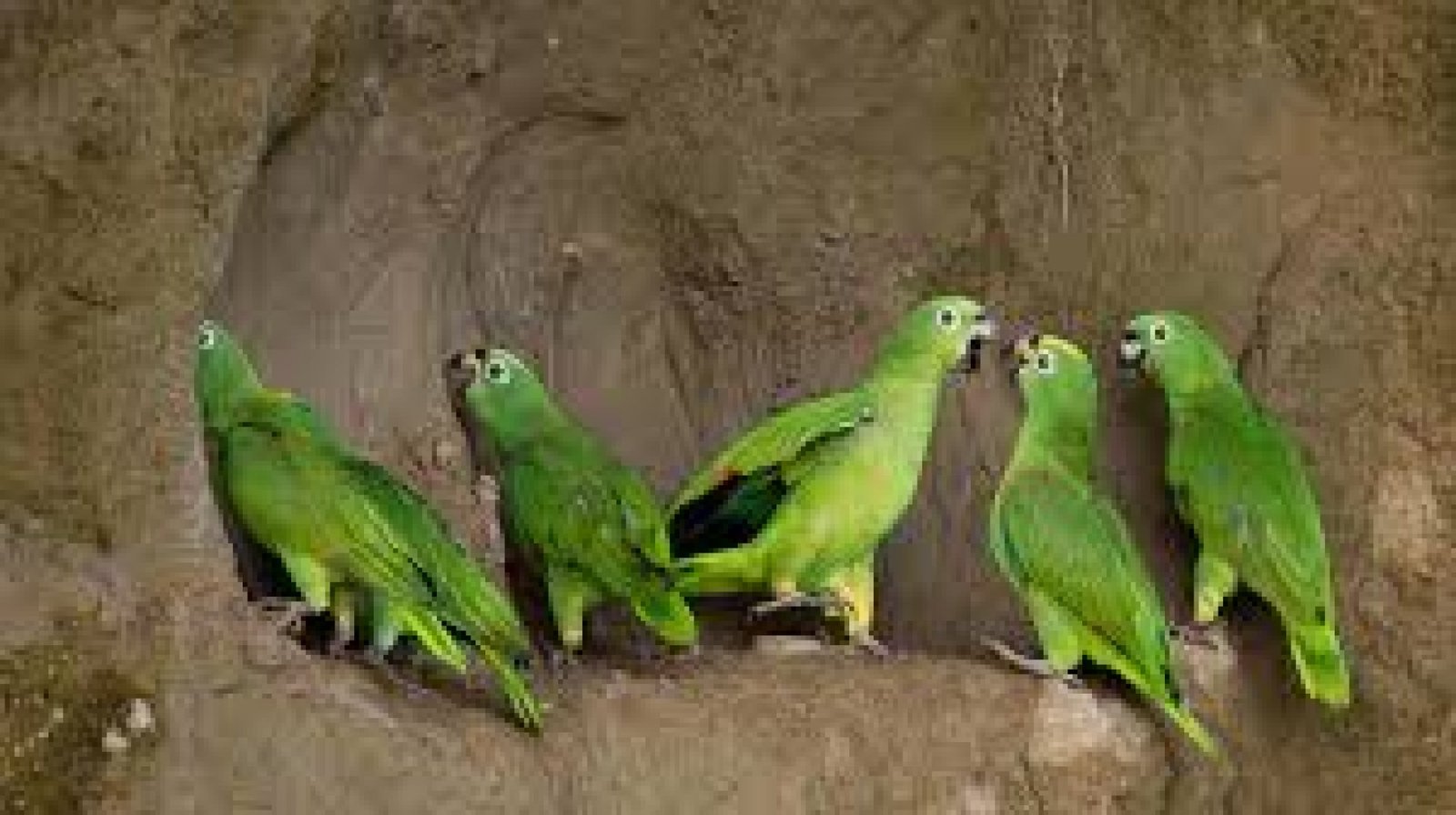 Salt Licks of the Amazon: Wildlife Observation Trails in Eastern Ecuador