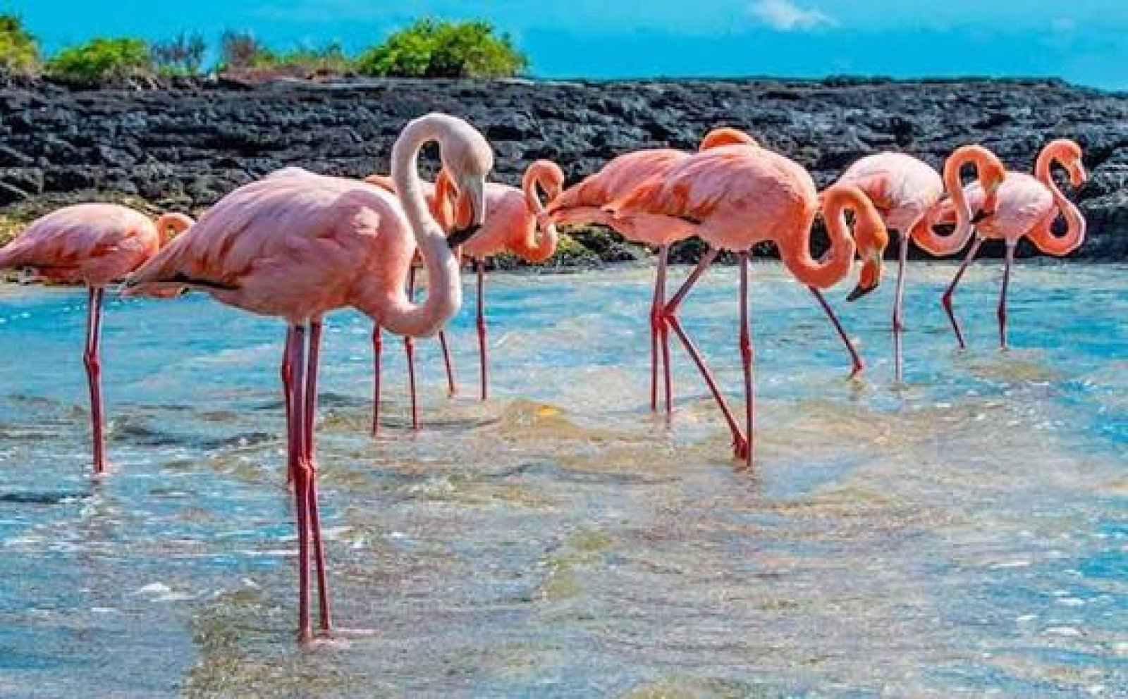 Los Túneles vs Tintoreras: ¿Qué Tour Deberías Elegir en Isabela?
