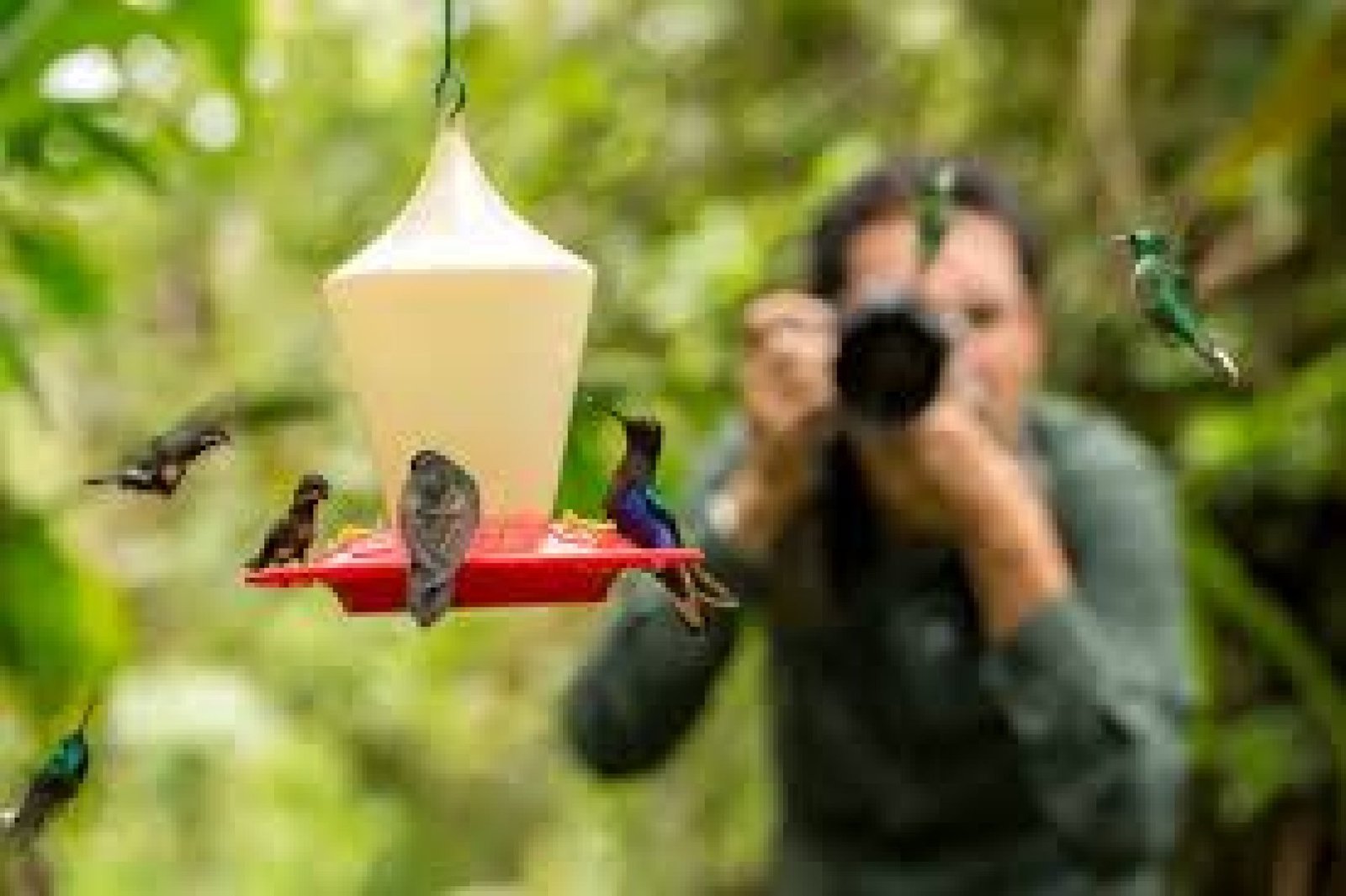 Top Birdwatching Destinations in Ecuador