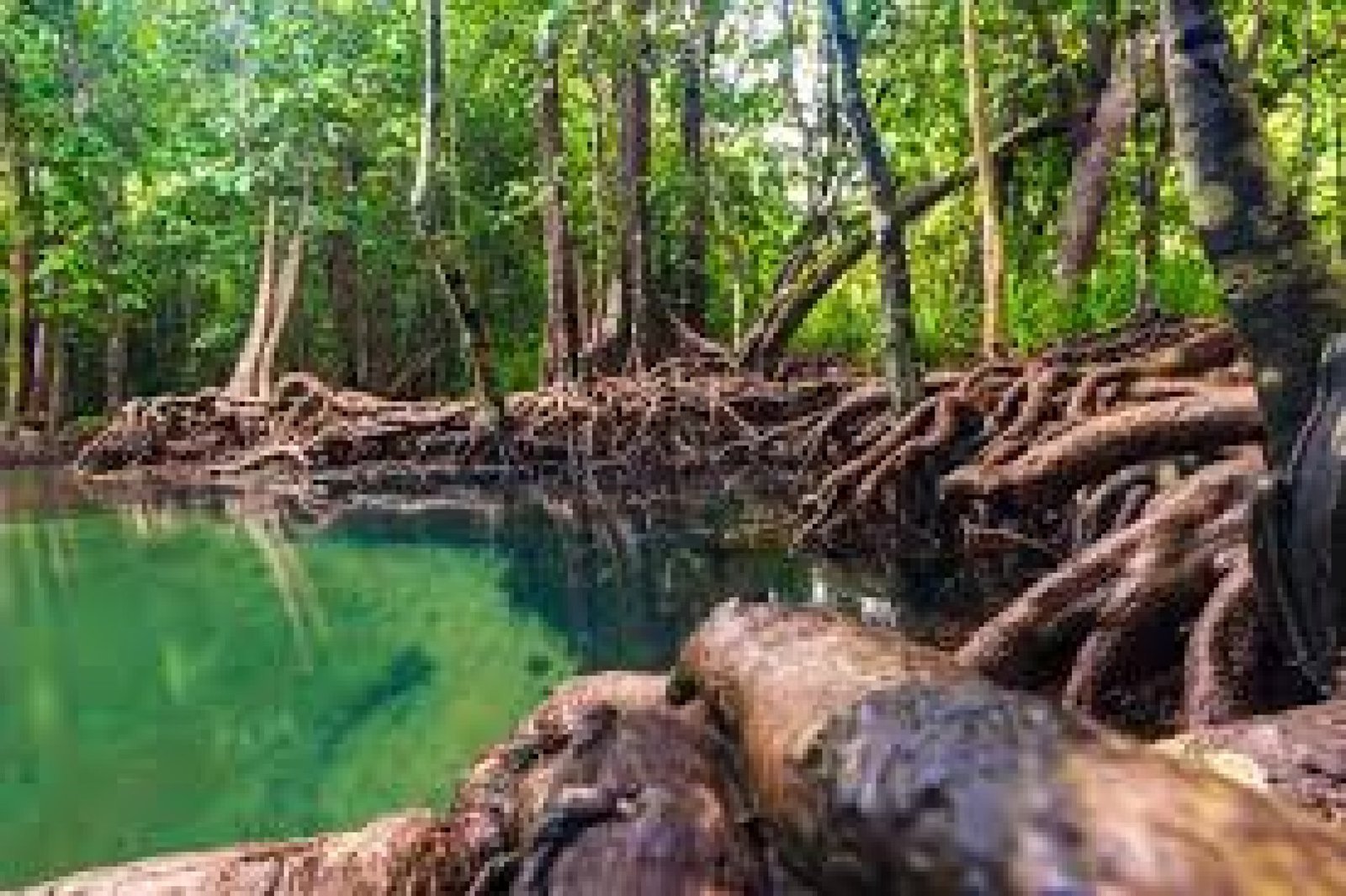 Manglares Churute: Tesoros Naturales entre Agua y Bosque