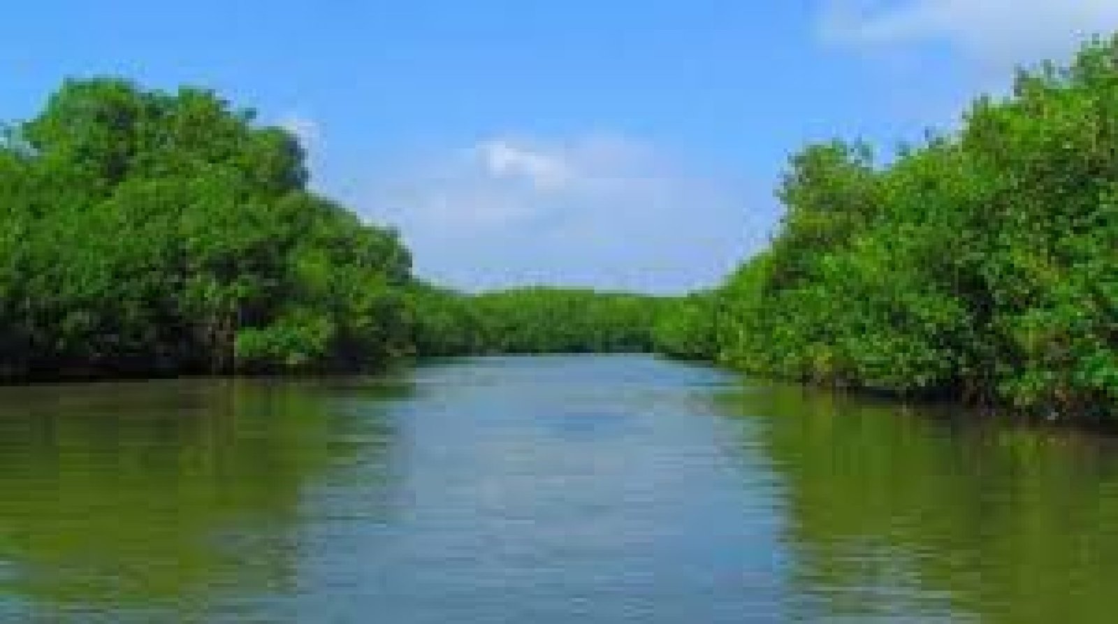 Manglares de la Costa Ecuatoriana: Rutas de Vida, Saberes y Conservación
