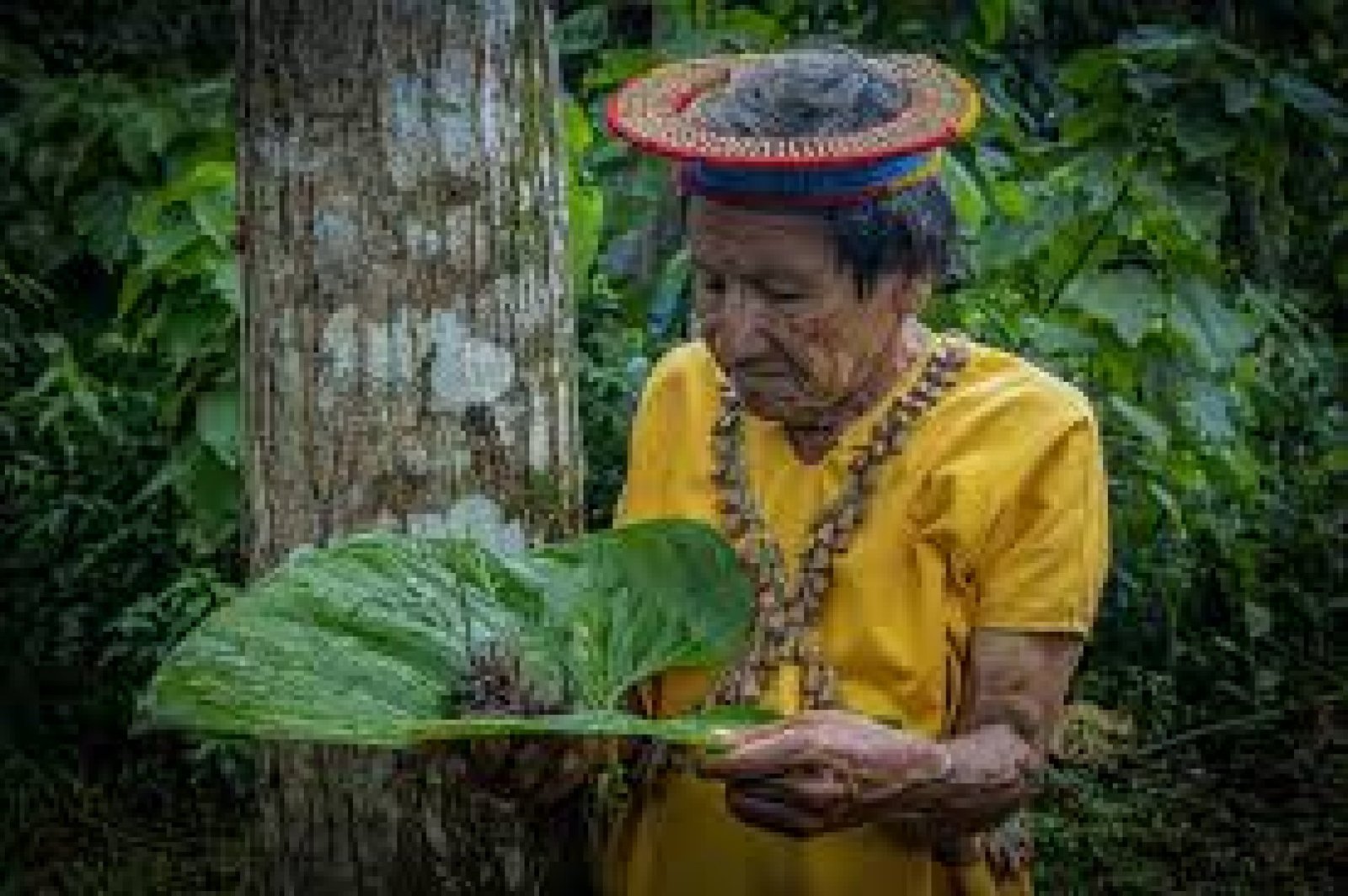 Healing Plants of Ecuador: Ethnobotanical Tourism in the Amazon and Andes