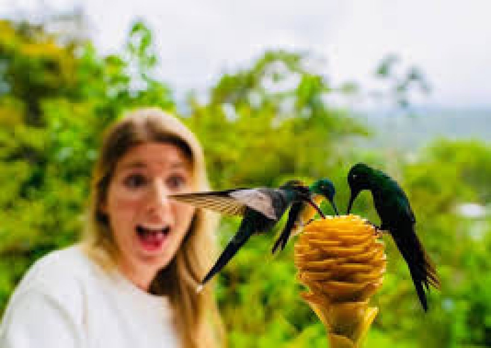 Mindo: a paradise for birdwatching and biodiversity in Ecuador