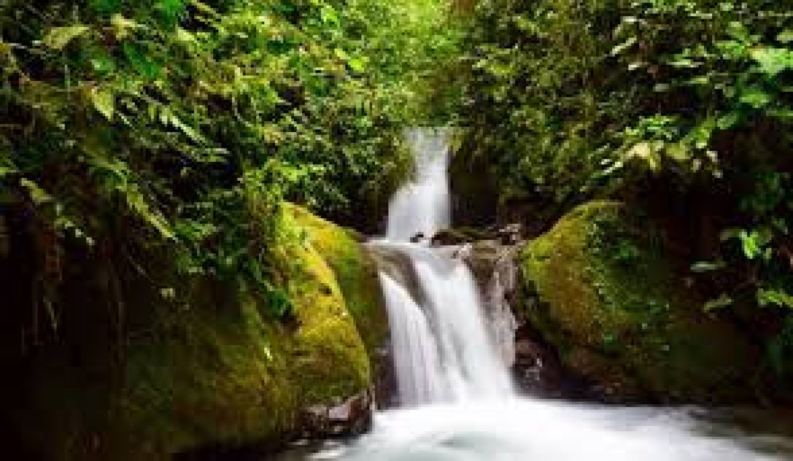Mindo: naturaleza, aves y aventura a dos horas de Quito