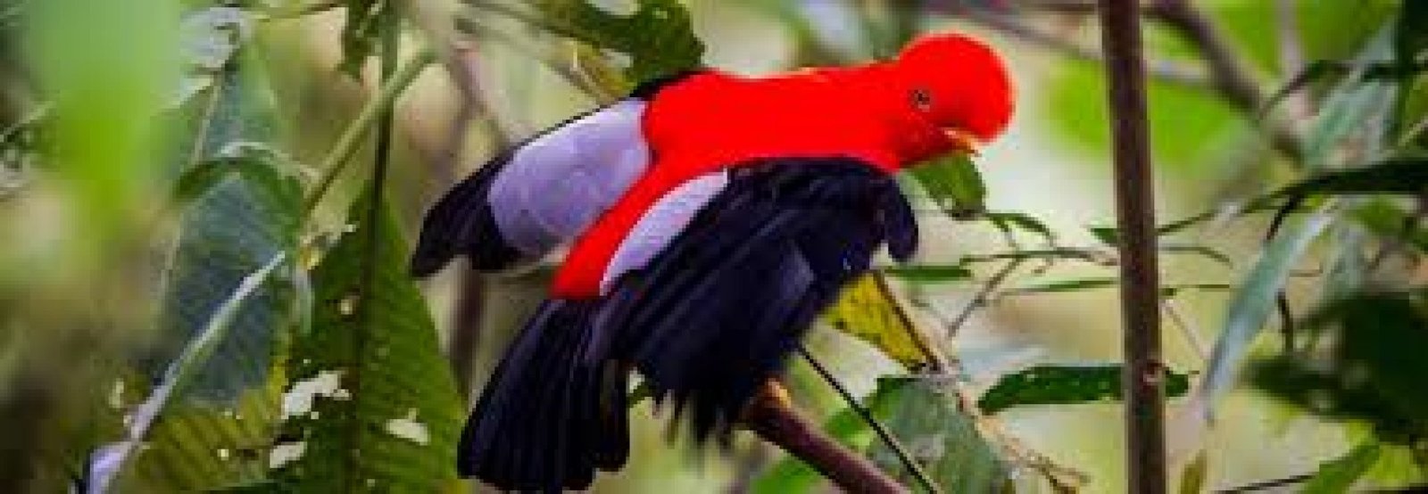 Observación de aves raras en Ecuador: un paraíso para los amantes de la naturaleza