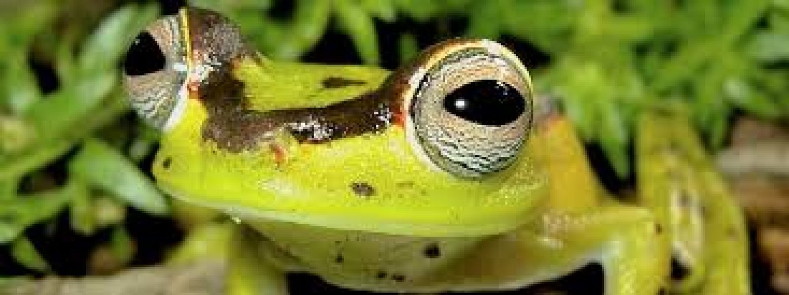 Observación de reptiles y anfibios en la Amazonía ecuatoriana: ecoturismo y biodiversidad