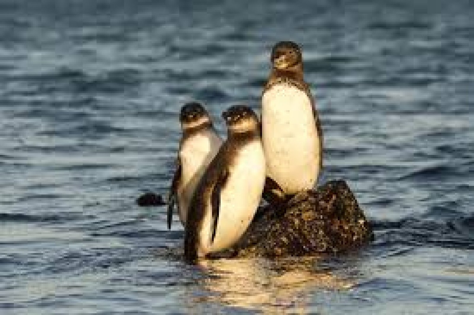 Secret Beaches of Galápagos: Hidden Paradises You Can’t Miss