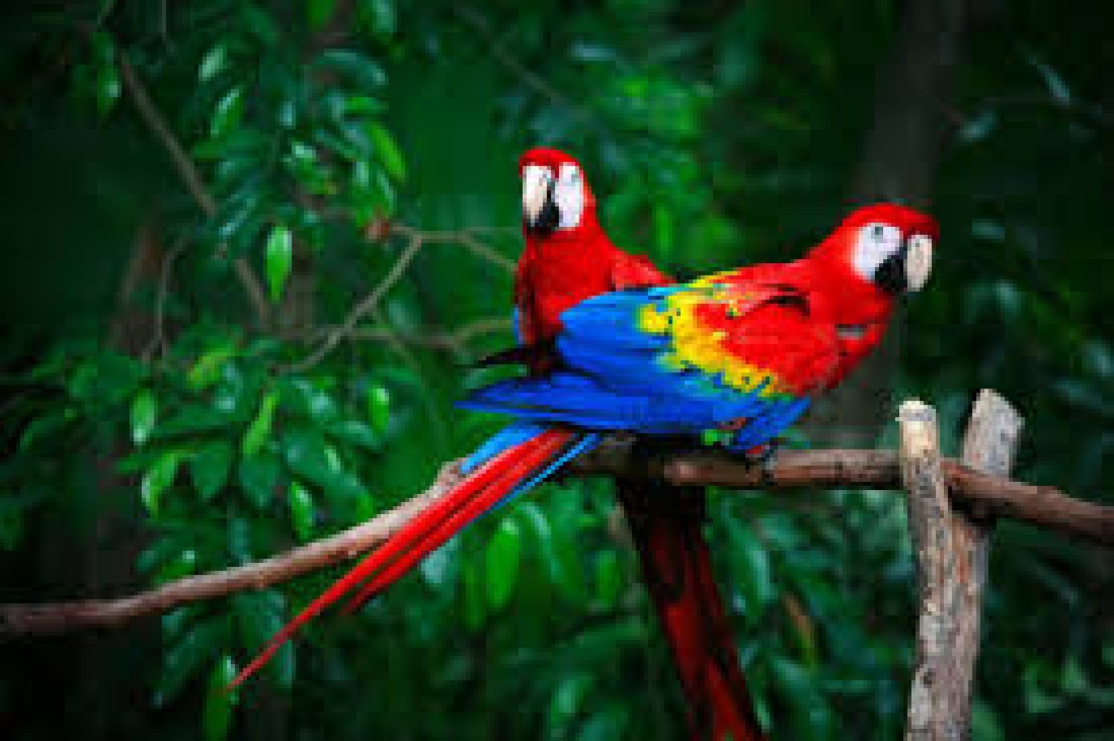 Por qué el canto de las aves se escucha más disperso en la Amazonía ecuatoriana