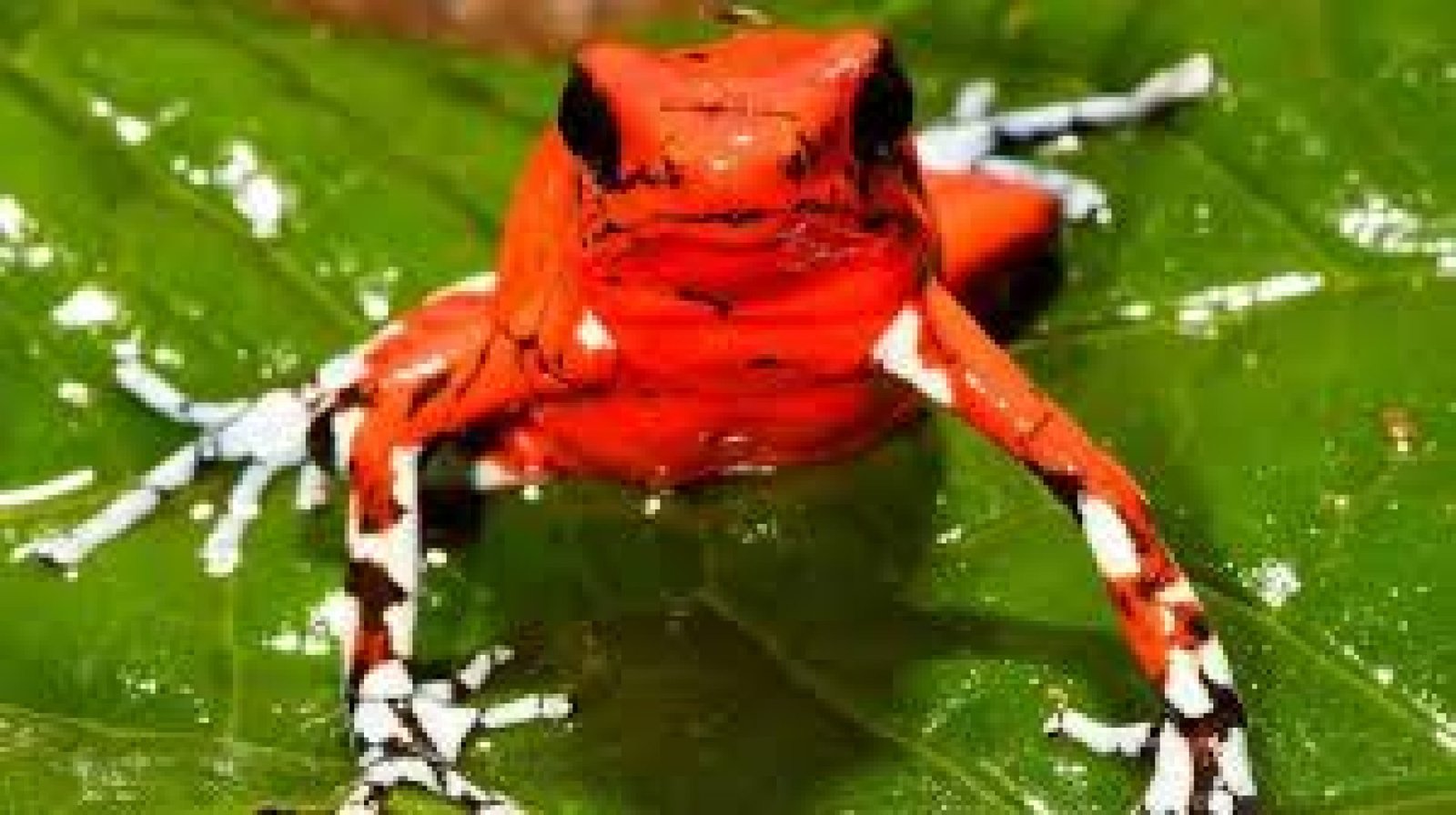 Ranas de Colores del Oriente Ecuatoriano: Tesoros Vivos de la Selva