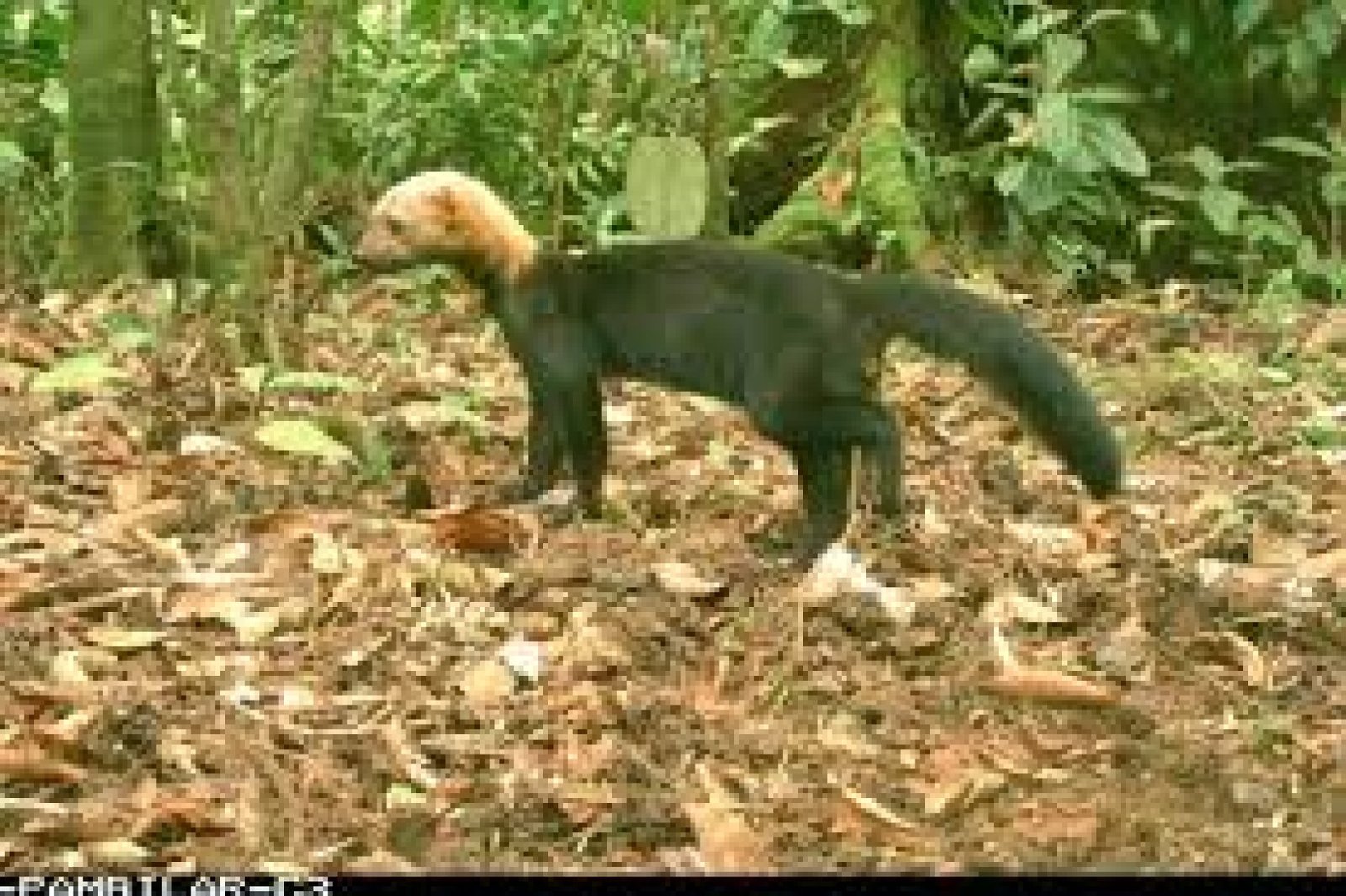 Refugio de Vida Silvestre El Pambilar: biodiversidad y conservación en la costa norte de Ecuador