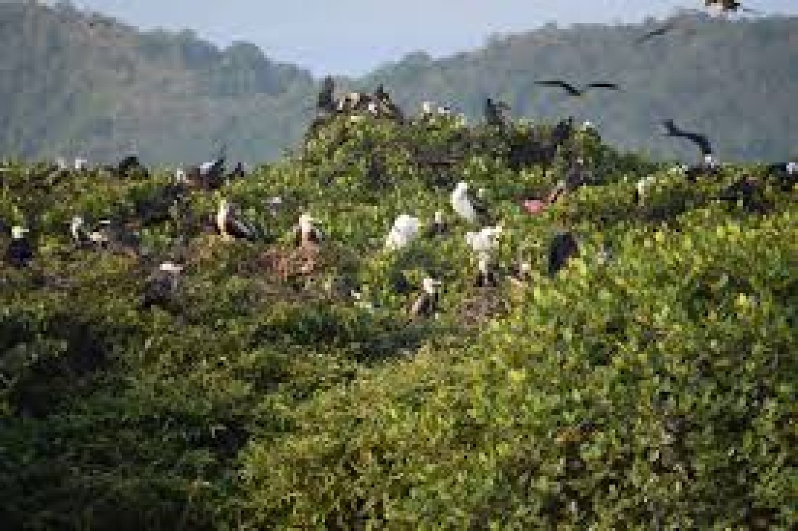 Isla Corazón and Fragatas Wildlife Refuge: mangroves and seabirds in Manabí
