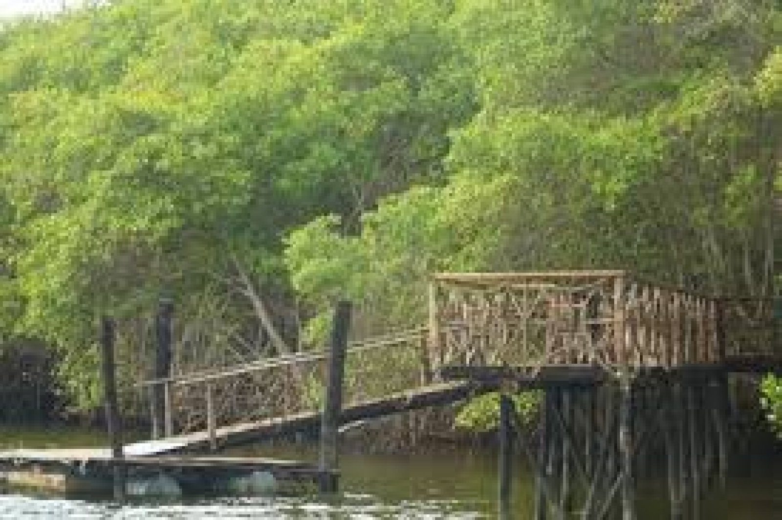 Tumbes Mangrove Wildlife Refuge: conservation, biodiversity, and nature in Ecuador’s southern border