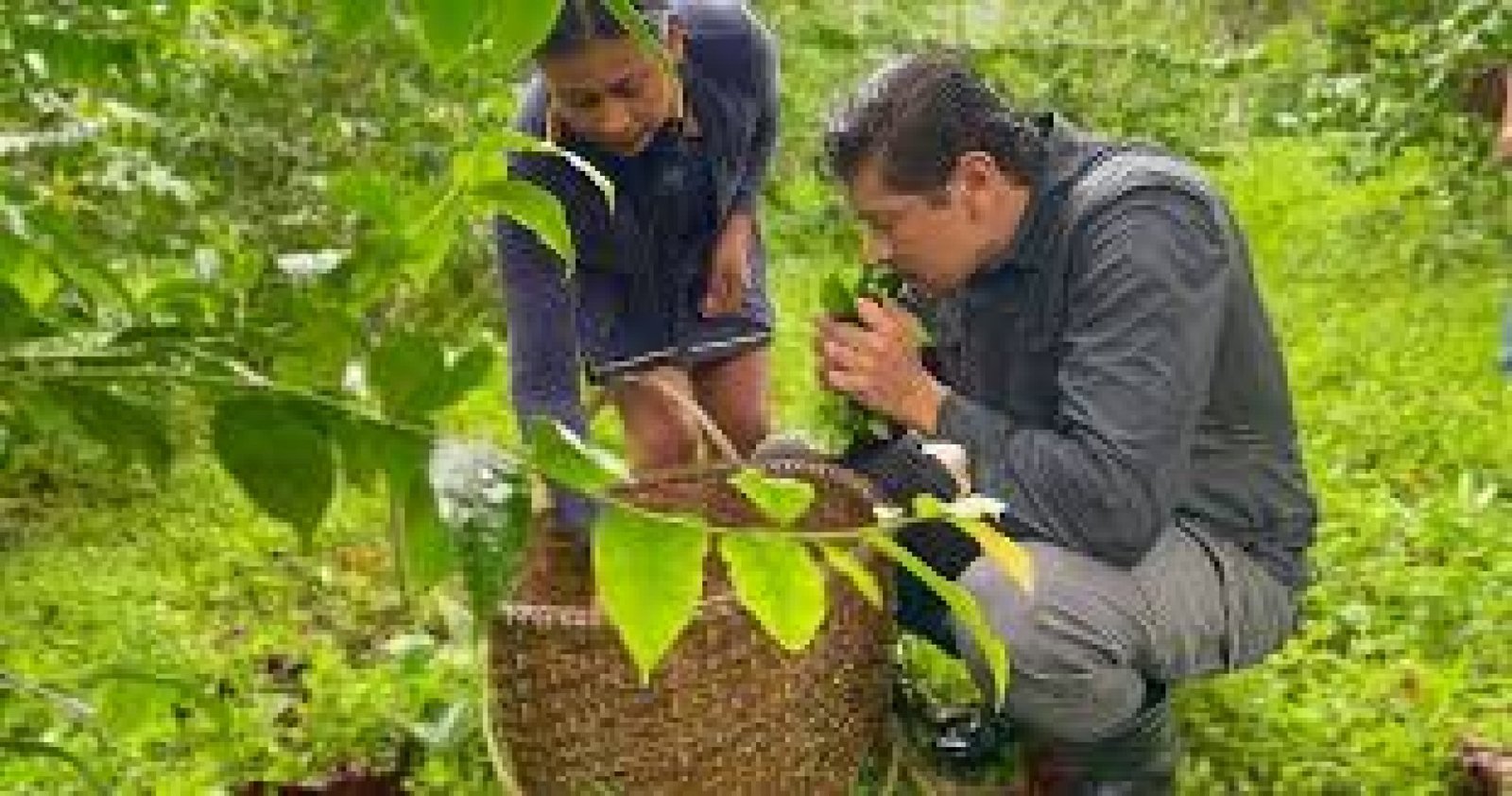 Ruta de la Guayusa en Napo: Energía Amazónica y Sabiduría Ancestral