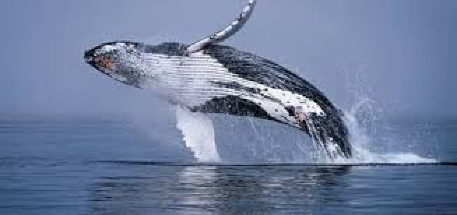 Whale Route in Manabí: Ocean Wonders, Coastal Culture, and Biodiversity in Ecuador