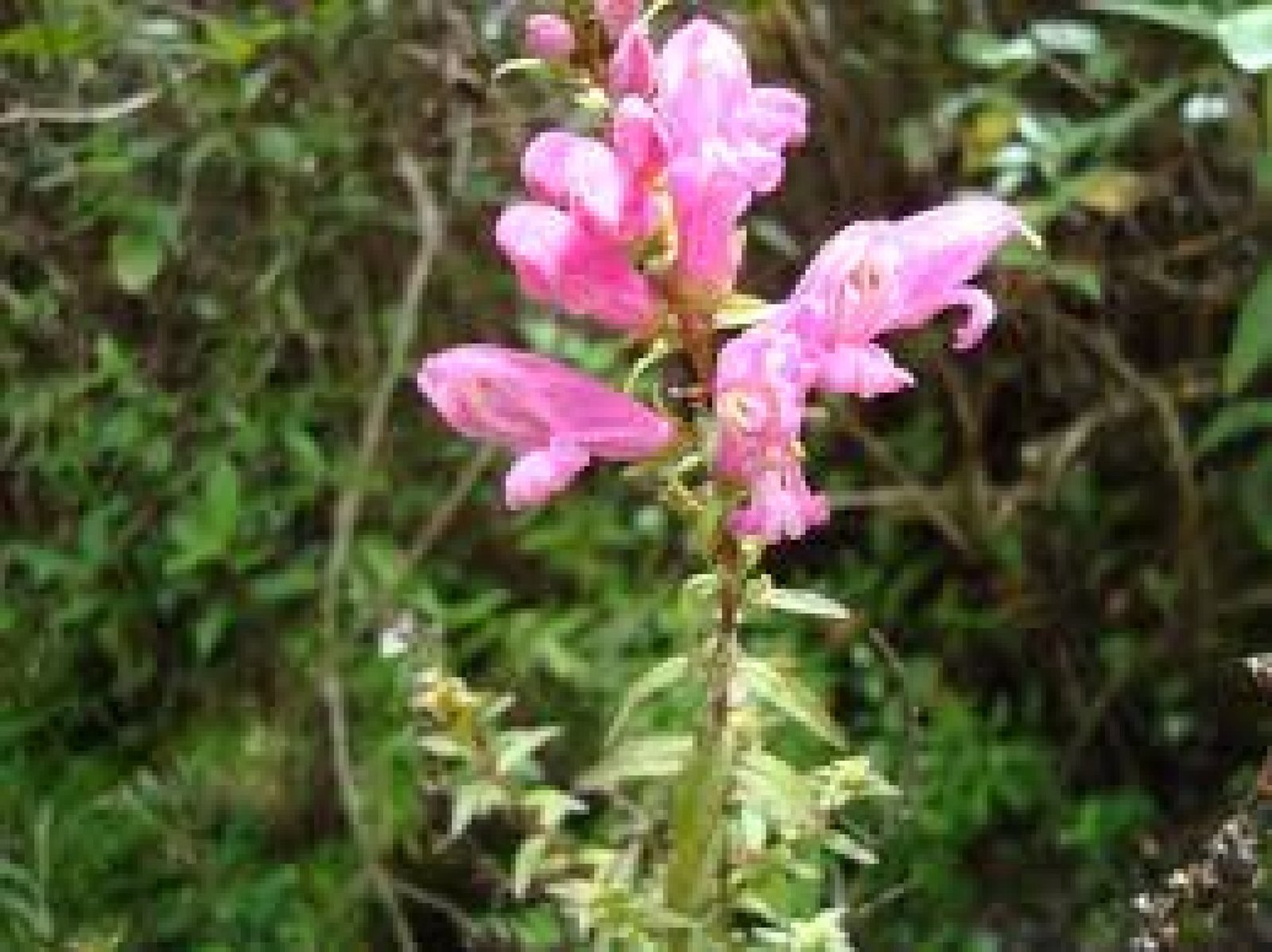 The Flower Route of Imbabura: Color, Aroma, and Andean Landscapes
