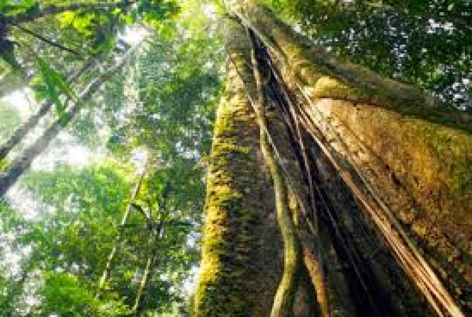 Ruta de los Gigantes Verdes: Turismo entre Árboles Milenarios del Ecuador