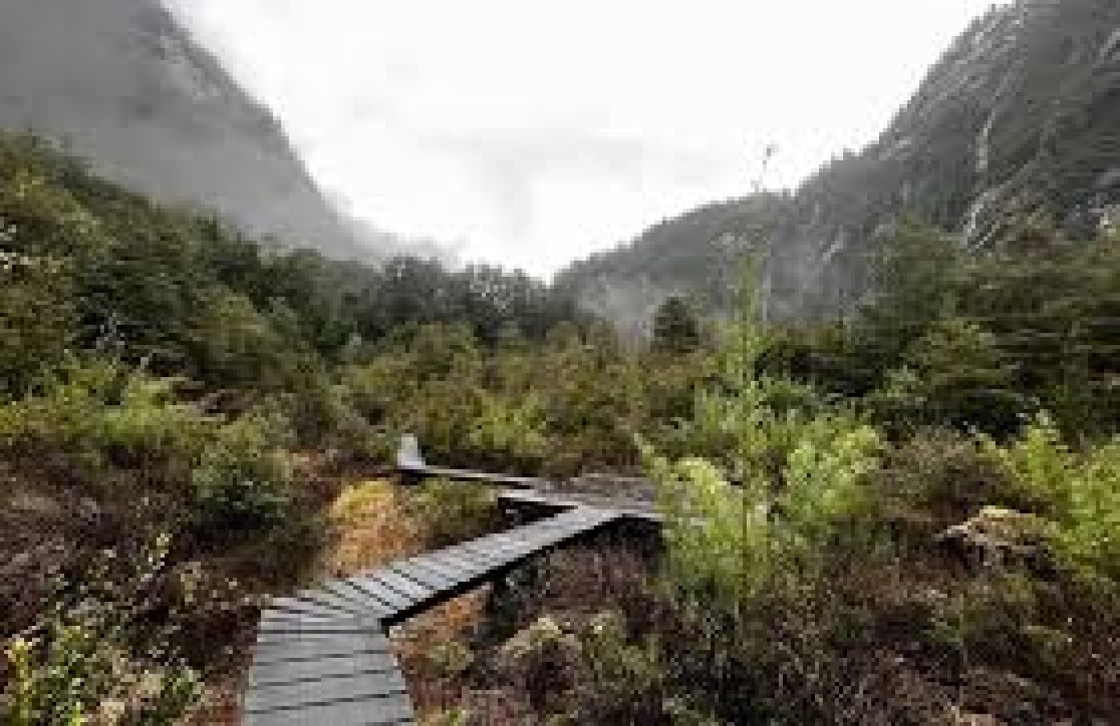 The Orchid Route: Discover Ecuador's Hidden Floral Paradise  