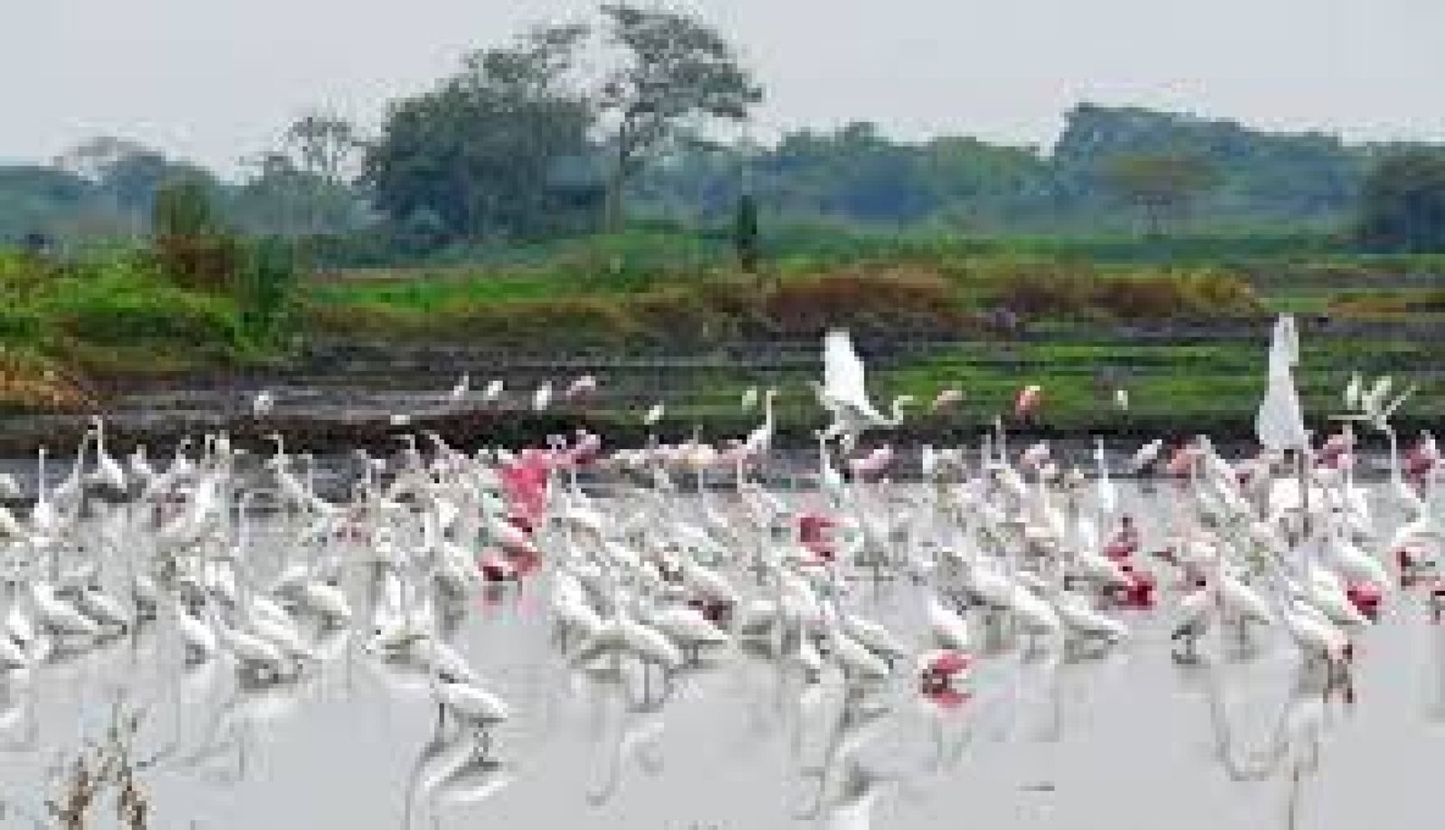 Rutas de observación de aves migratorias en humedales ecuatorianos