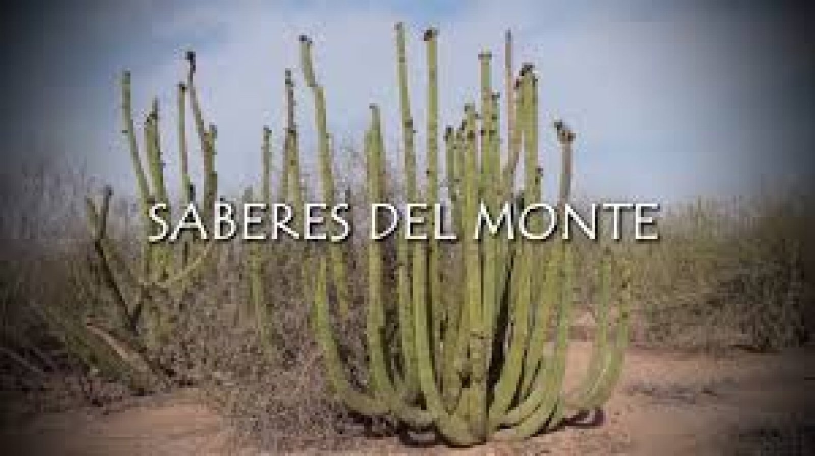 Saberes del Monte: Medicina Ancestral y Plantas Curativas del Ecuador