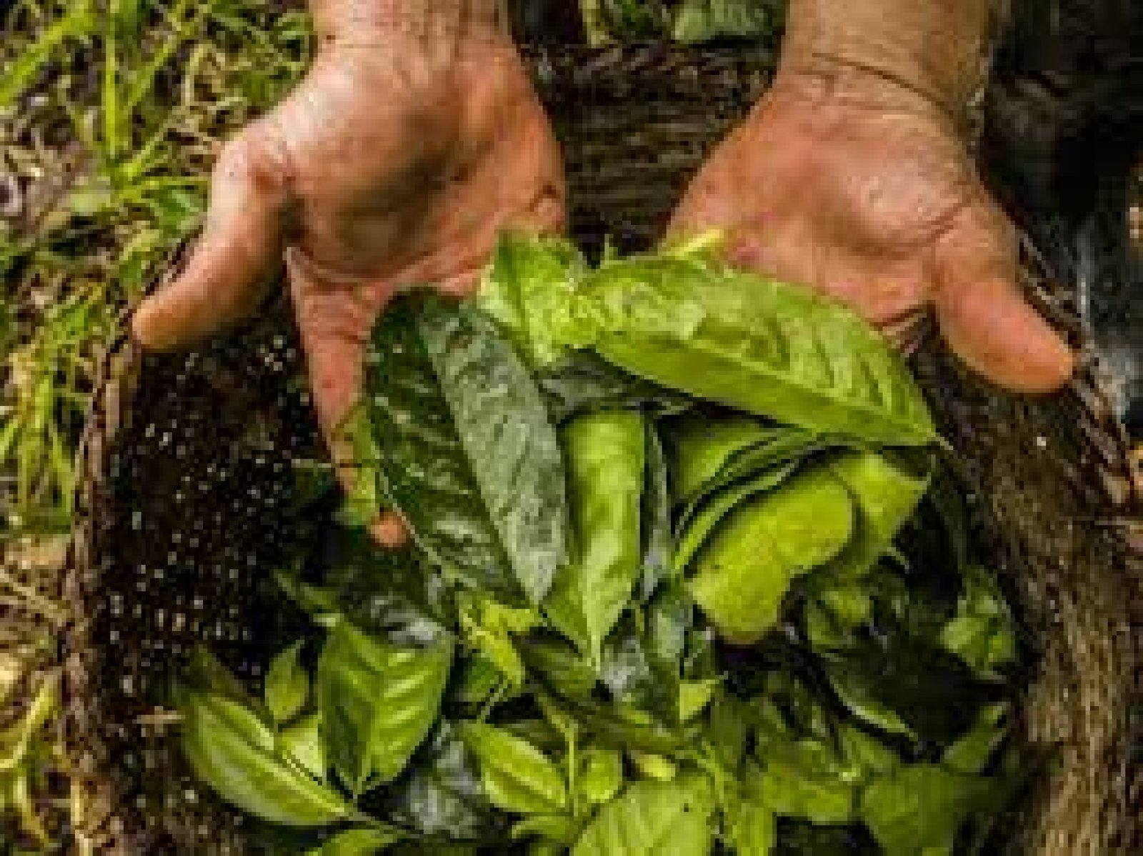 Ancestral Wisdom in the Ecuadorian Amazon: Healing Retreats with Shamans and Medicinal Plants