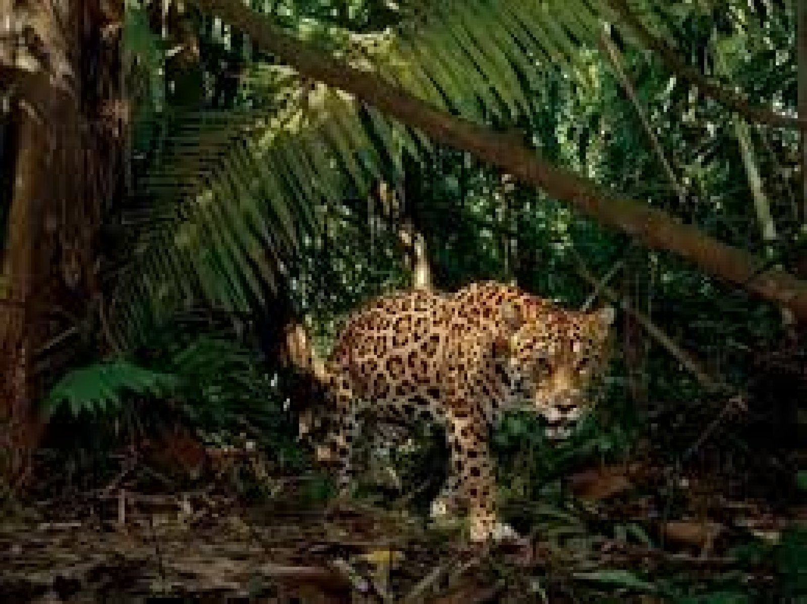 Amazon Safari in Ecuador: Wildlife Watching in the Tropical Rainforest