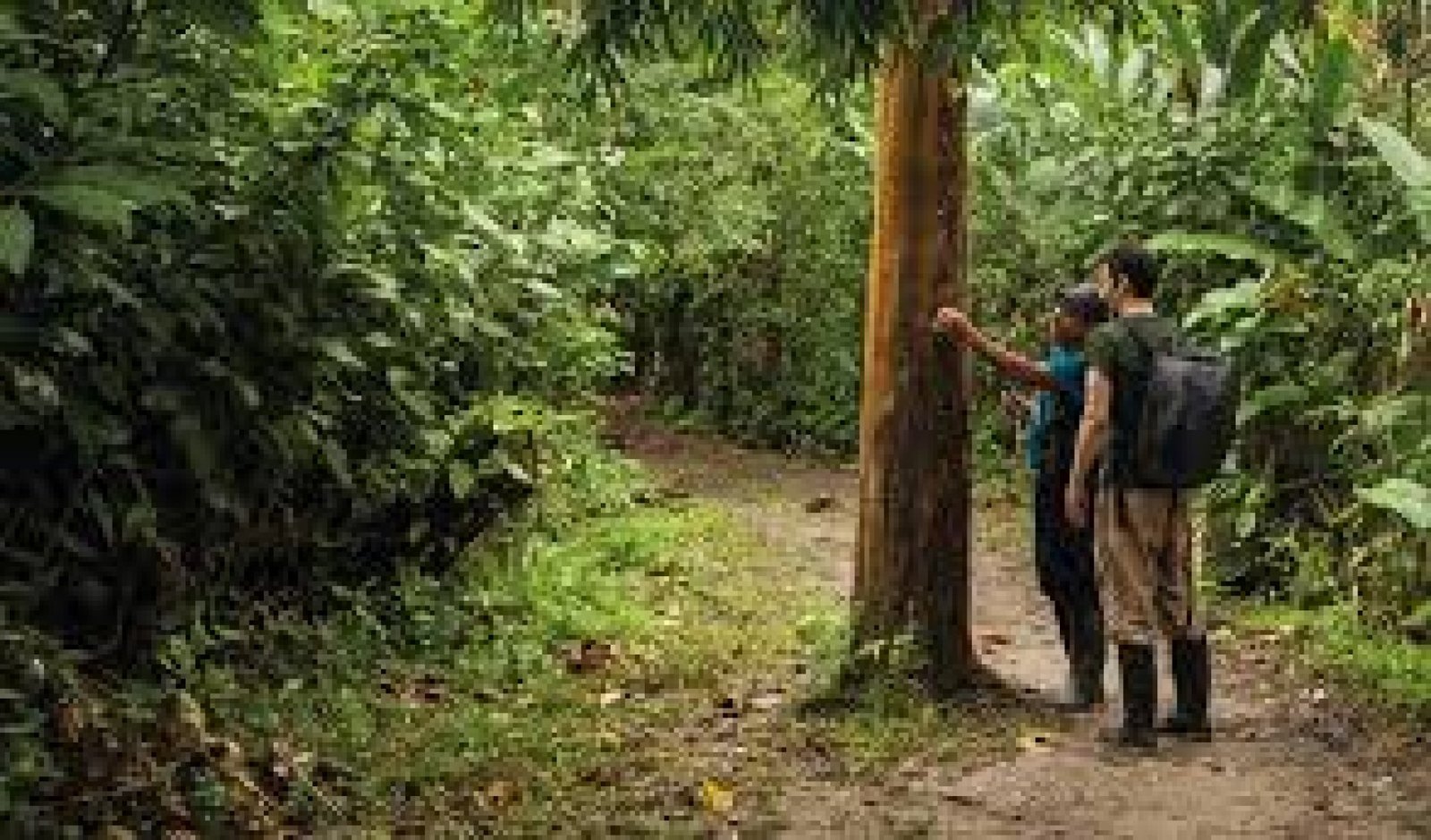 Senderismo en la Selva Amazónica: Caminos hacia la Biodiversidad y Cultura