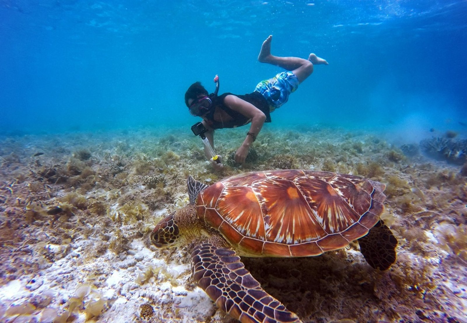 Snorkel en Galápagos: Nada con Lobos Marinos, Tortugas y Tiburones