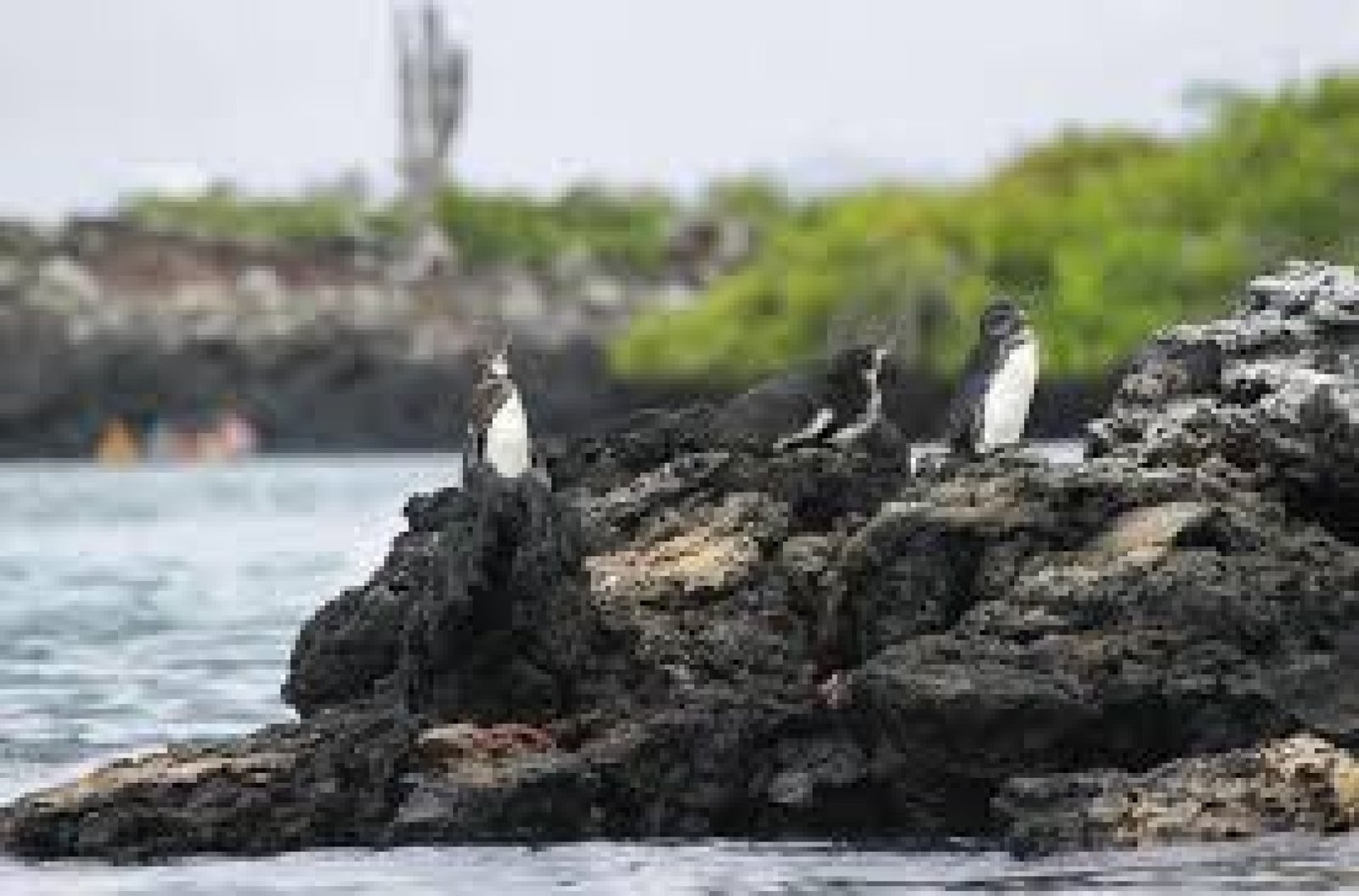 Tintoreras: Between Penguins, Lava Tunnels, and Sleeping Sharks in Galápagos
