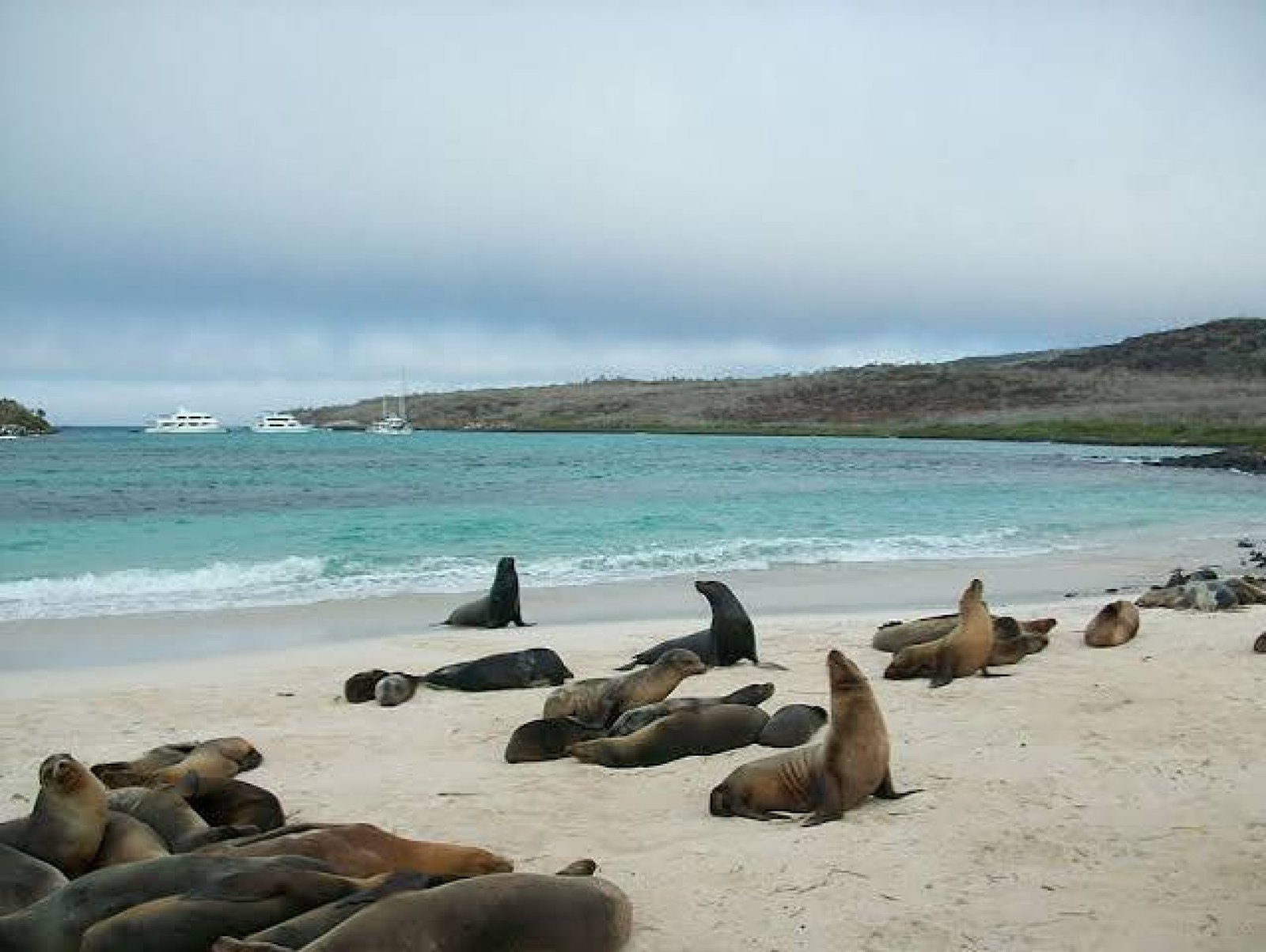 Islote Lobos and Playa Ochoa Tour | Galápagos Ecuador