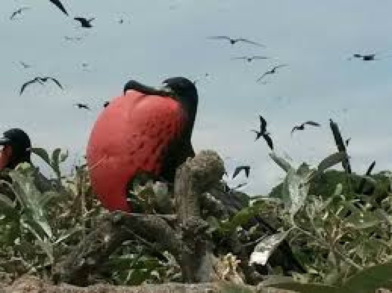 Puerto El Morro Bird Islands Tour: Dolphins and Birdwatching in Ecuador