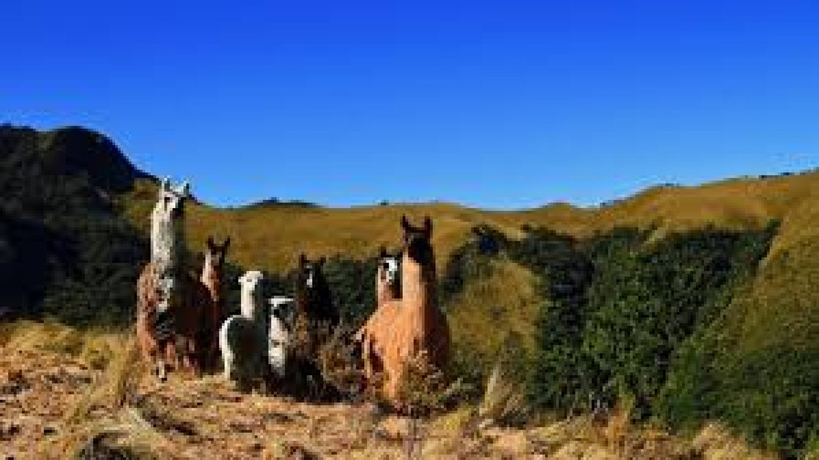 Tour de aventura en el Refugio de Vida Silvestre Pasochoa: senderismo y observación de fauna
