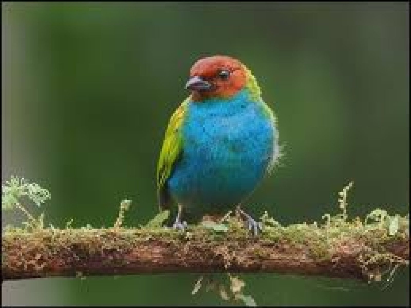 Adventure and Birdwatching Tour in Mashpi Reserve, Pichincha