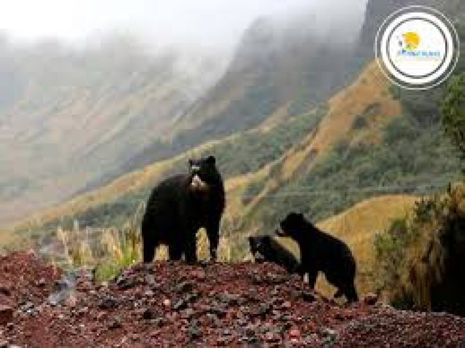 Tour de aventura y observación de fauna en el Páramo de Papallacta, Napo