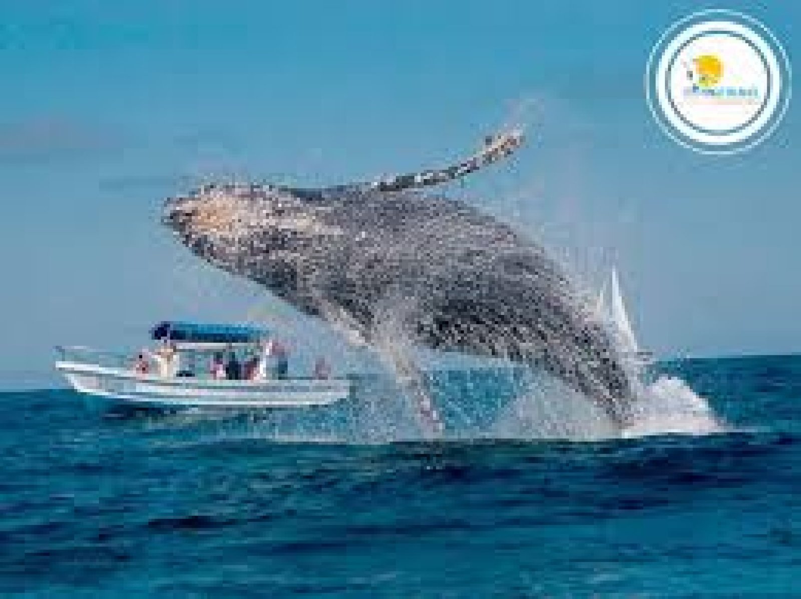 Whale Watching Tour in Puerto López, Manabí