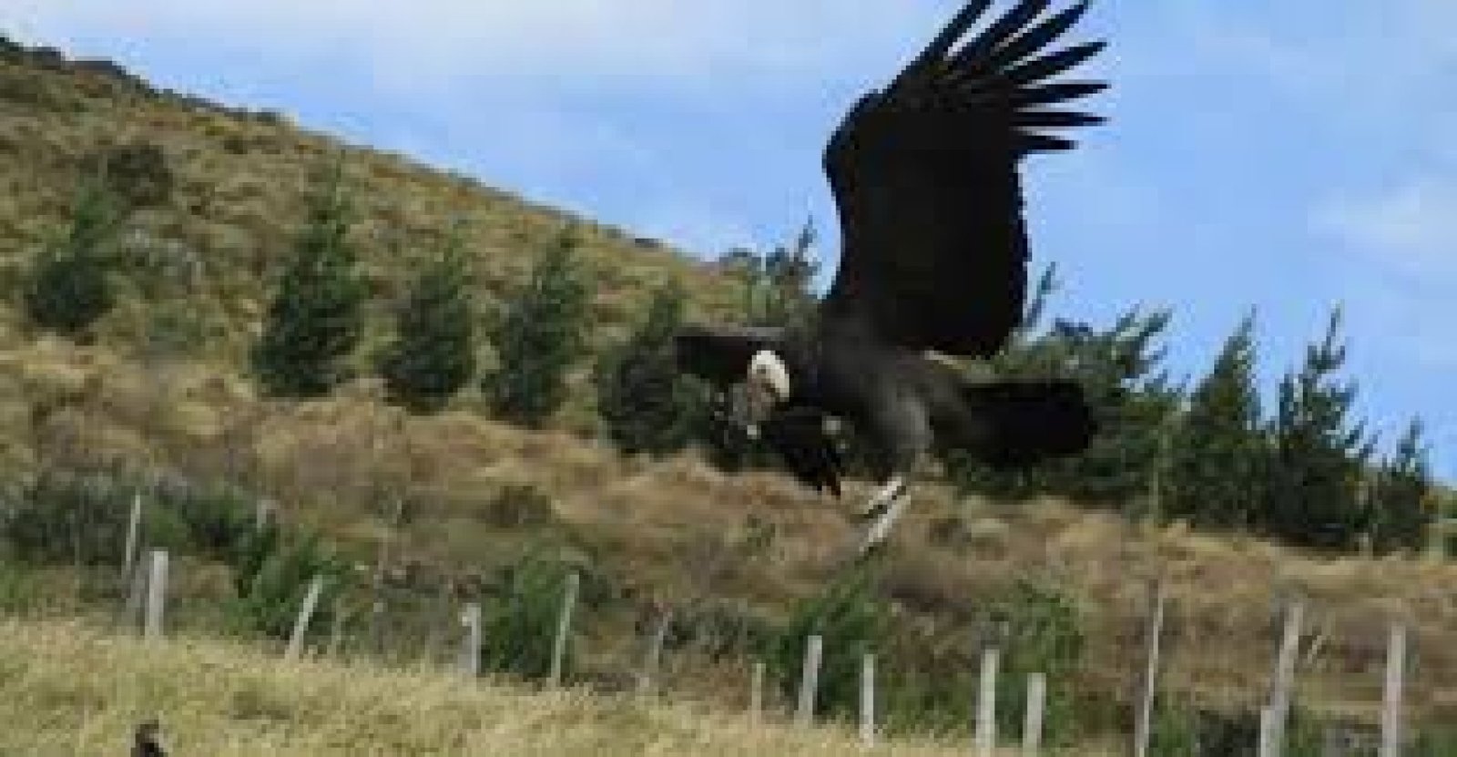Condor Watching Tour at Río Pita Canyon, Cotopaxi