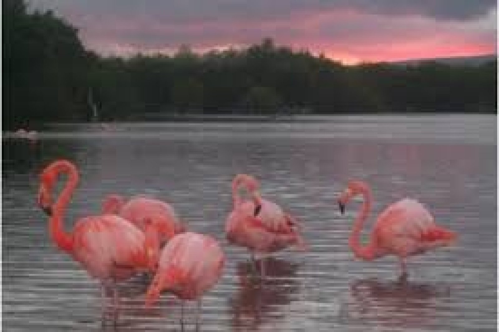 Tour de avistamiento de flamencos y aves en la Laguna de San Pablo, Imbabura
