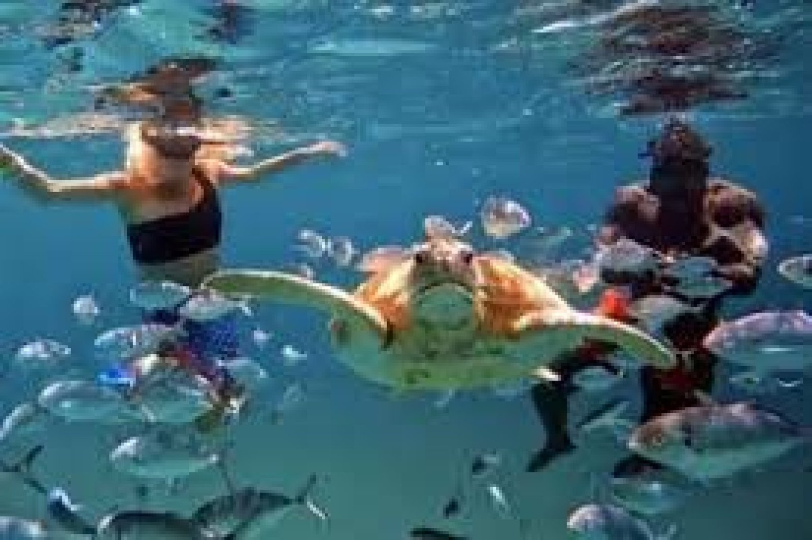 Snorkeling Tour in Isla de la Plata: Ecuador’s Little Galápagos