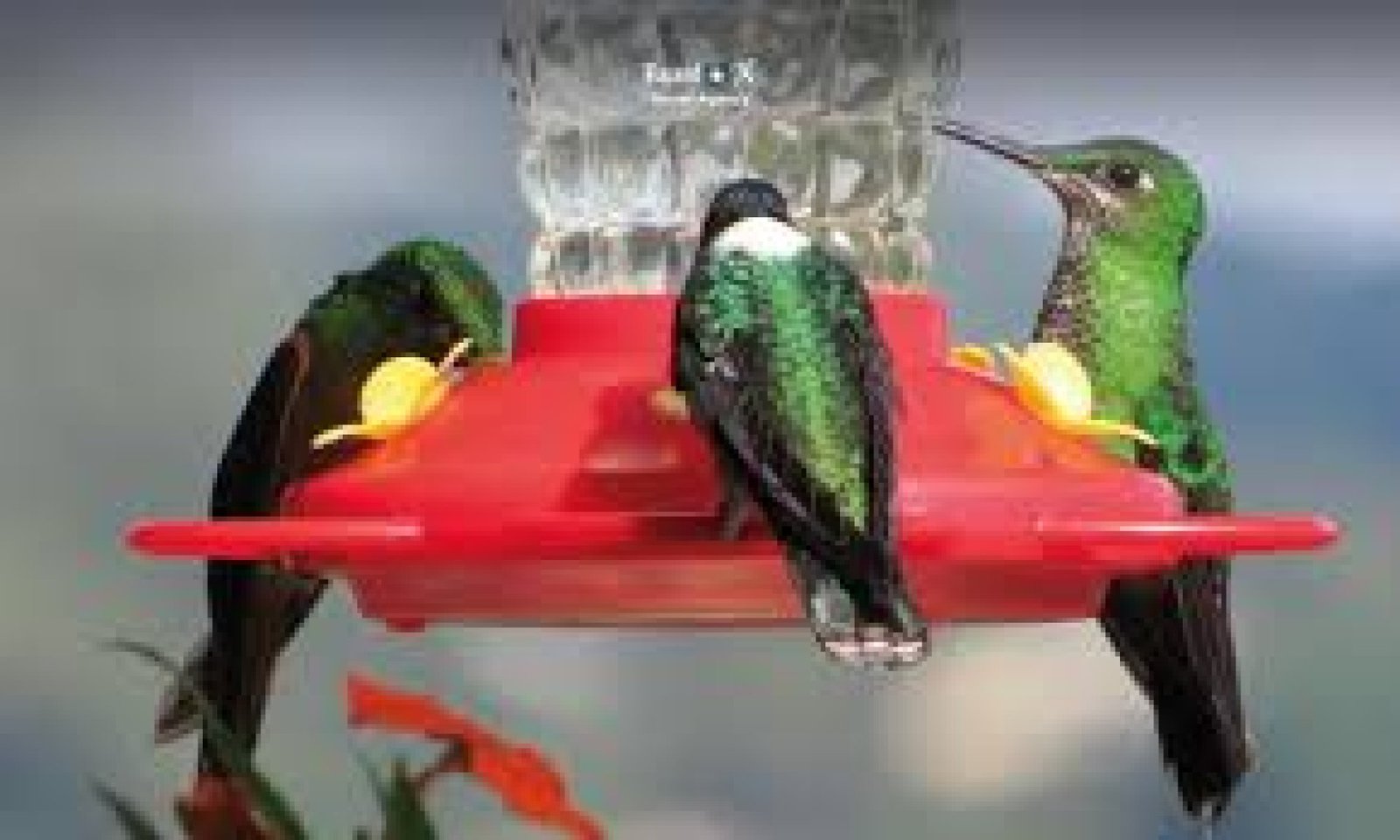 Hummingbird Watching Tour at Mindo Garden, Pichincha