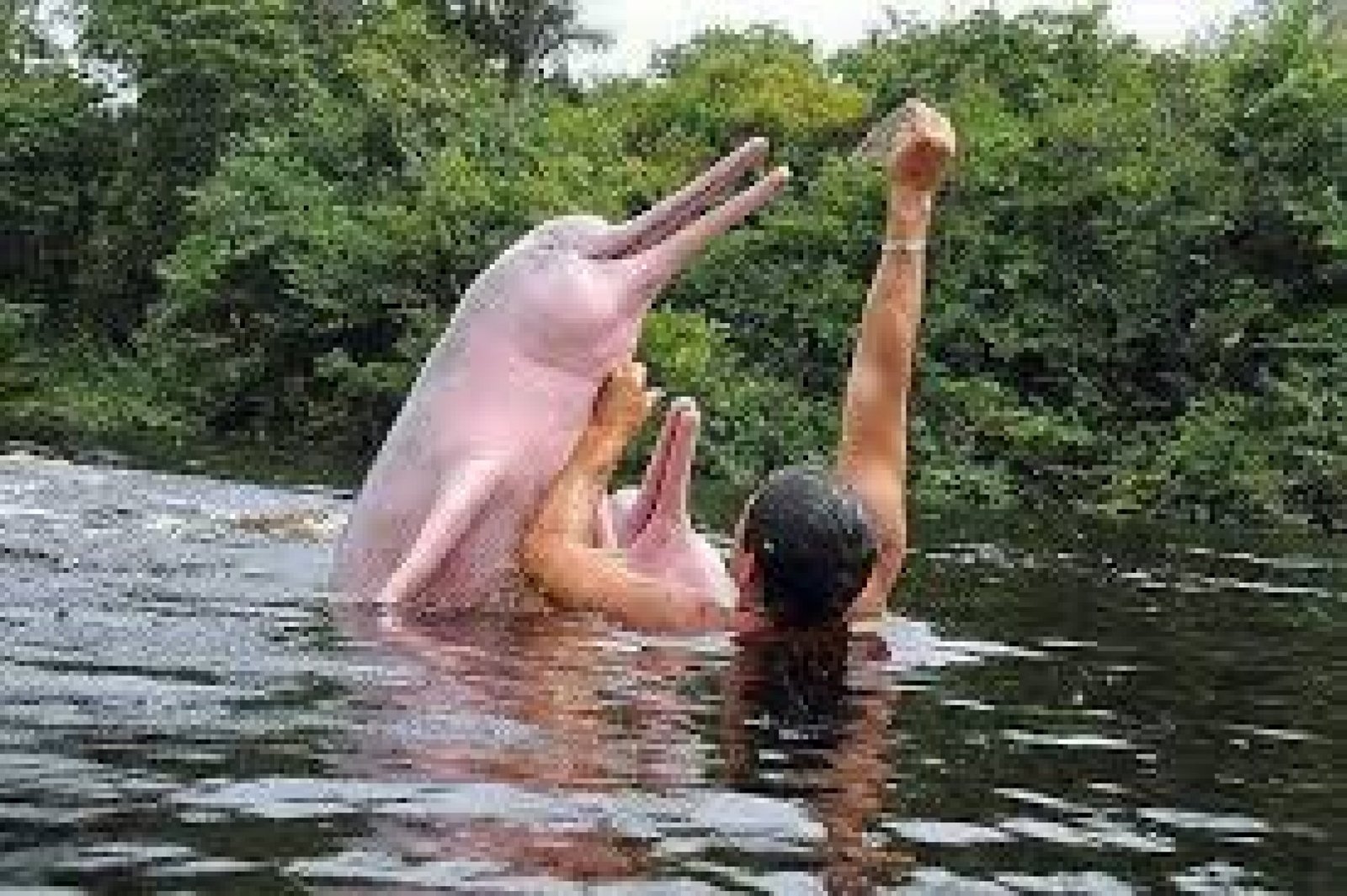 Pink Dolphin Watching Tours in Ecuador’s Amazon