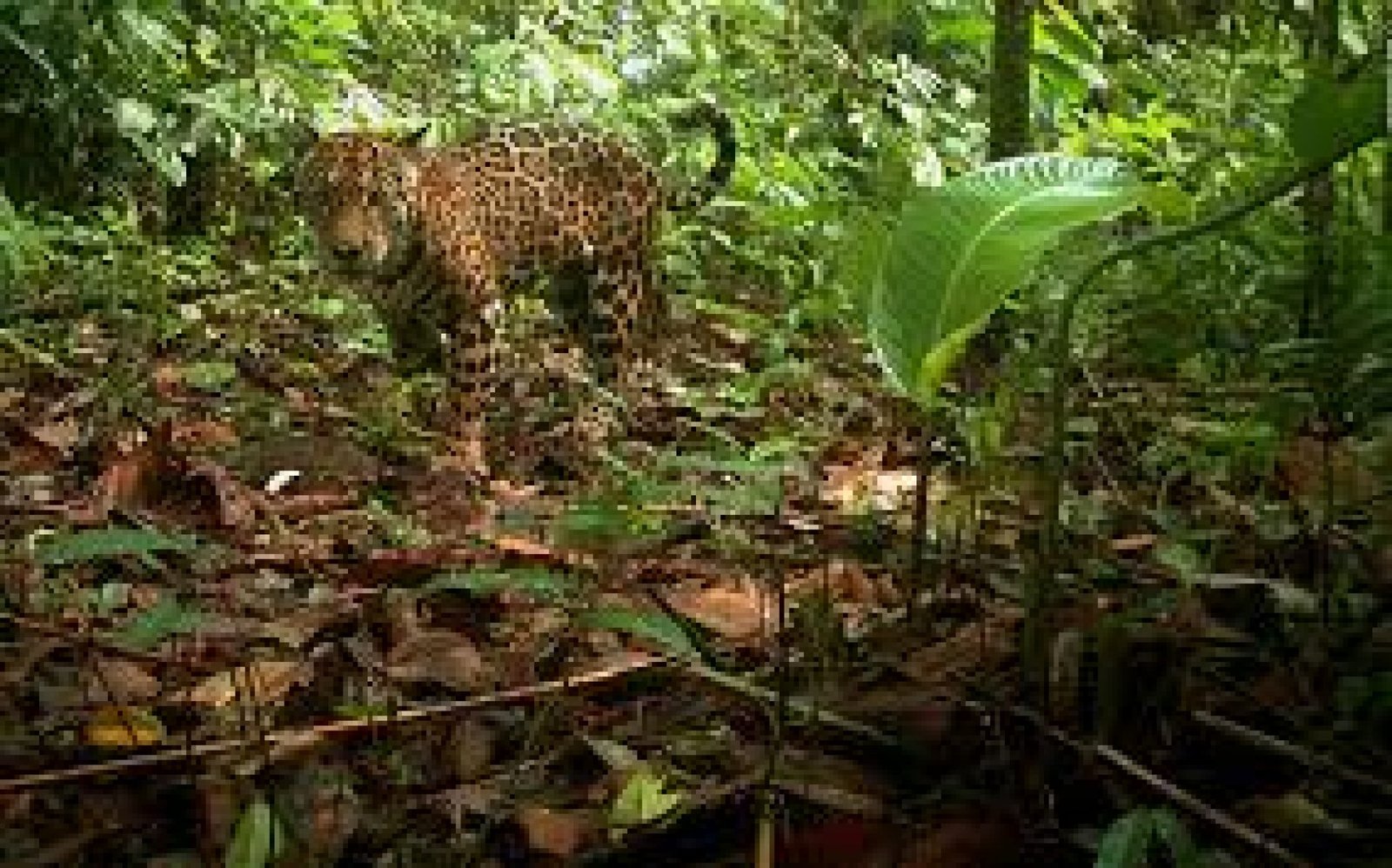 Tras las Huellas del Jaguar: Turismo de Conservación en la Amazonía Ecuatoriana