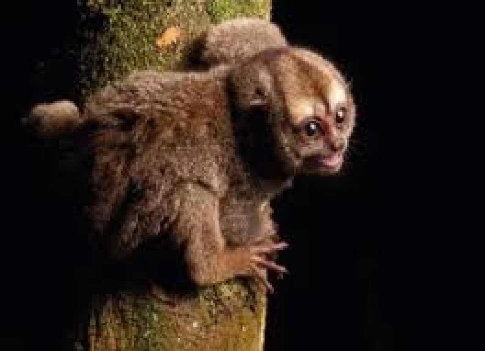 Turismo de fauna nocturna en Ecuador: descubriendo la vida después del atardecer