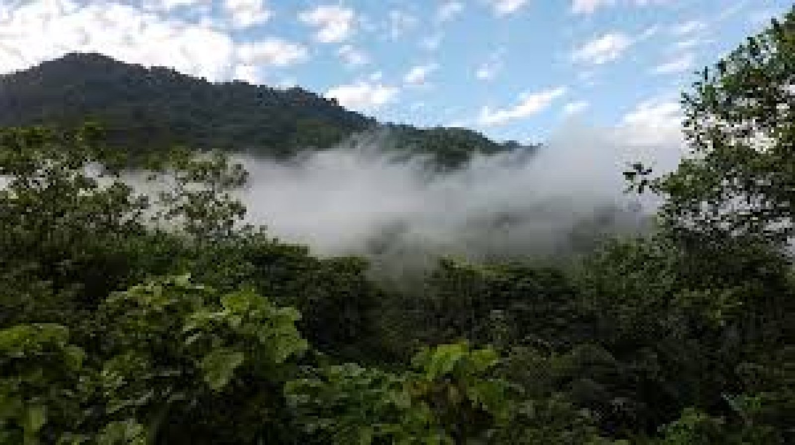 Nature Tourism in Private Bird and Orchid Reserves in Ecuador