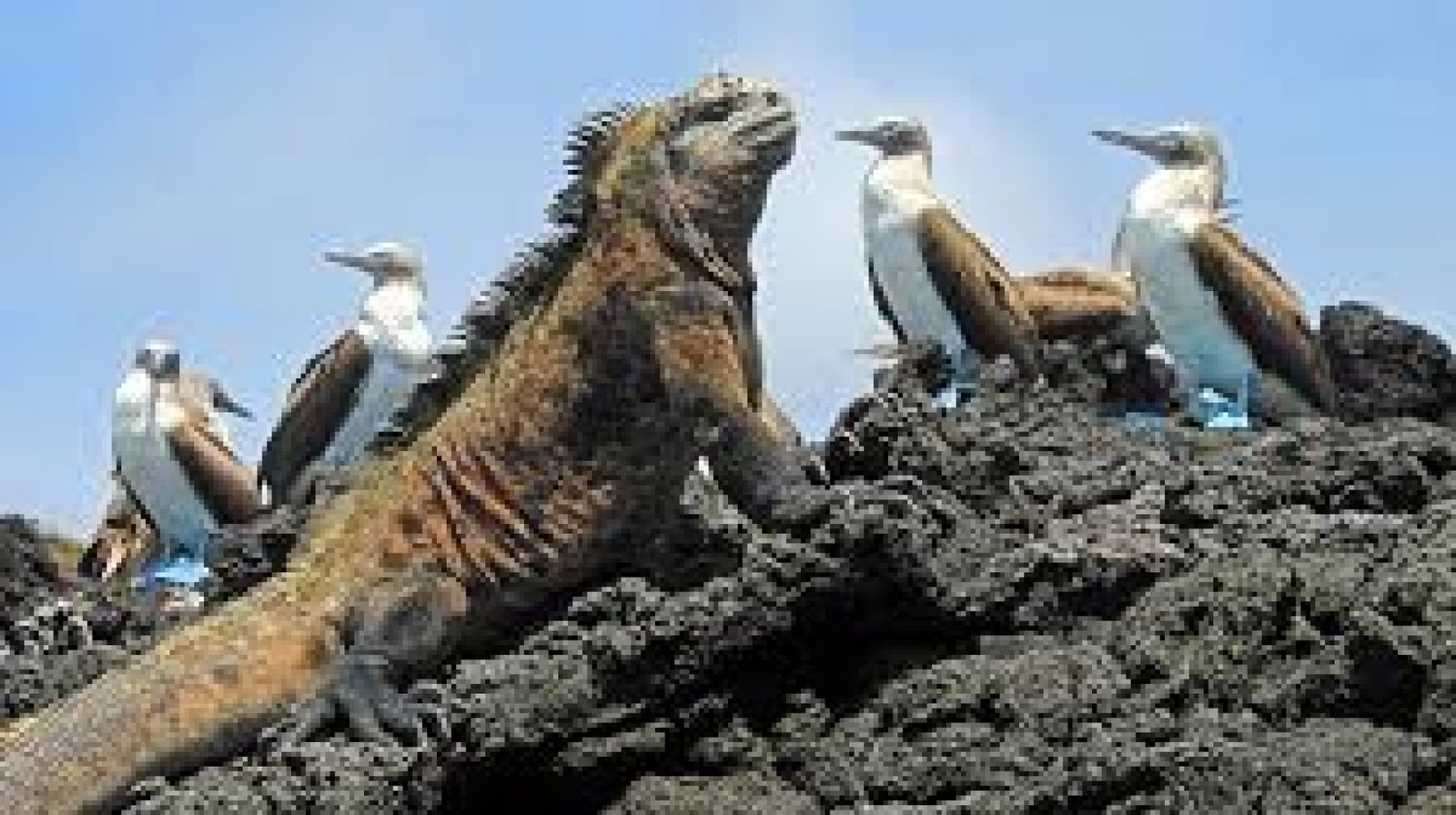 Where to See Blue-Footed Boobies in Galapagos: Complete Guide