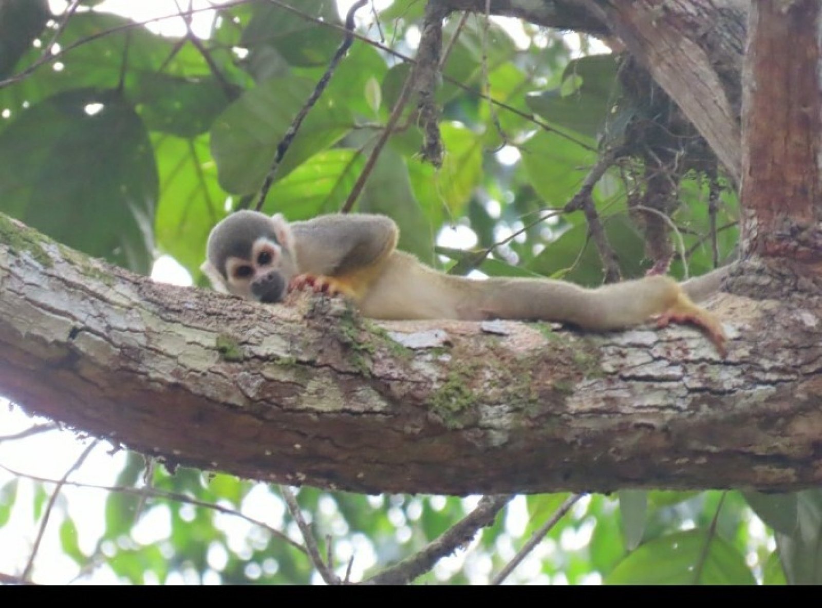Yasuní or Cuyabeno: Which Amazon Destination Is Better for Your Trip?