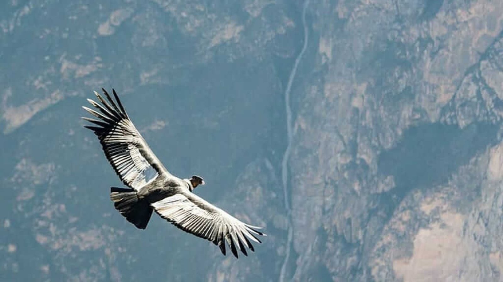 ¿Dónde Ver Cóndores en Ecuador? Los Mejores Lugares para Observar el Majestuoso Cóndor Andino