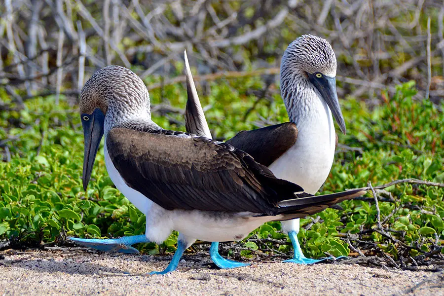 Why Ecuador is the Gateway to the Galapagos Islands
