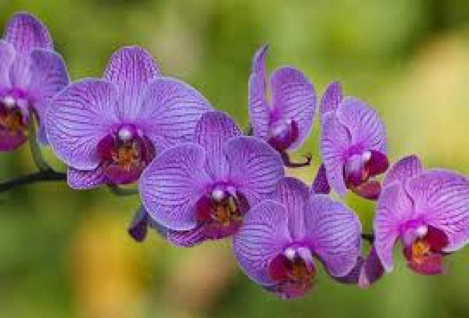 The Orchid Route in Ecuador: A Floral Paradise in the Andes