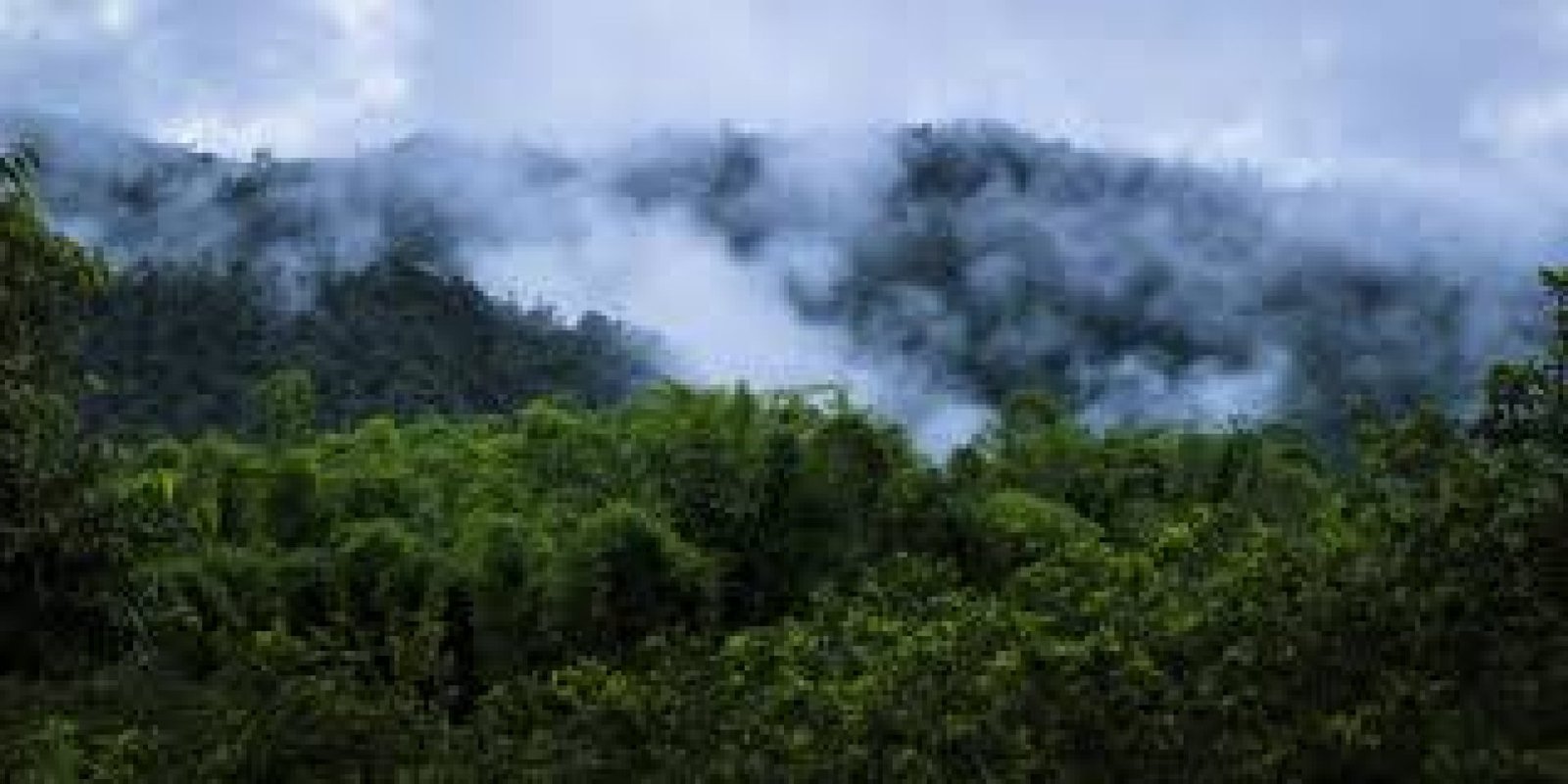 Mindo Cloud Forest: An Ecuadorian Paradise for Nature Lovers
